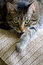Free Cat Stare Royalty Free Stock Images - 4974929