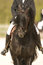 Free Horse Royalty Free Stock Photo - 4976375