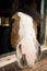 Free Horse Royalty Free Stock Photography - 4976447