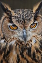 Free Mystic Owl Royalty Free Stock Images - 4986699