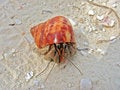 Free Pagurian In A Shell Royalty Free Stock Photo - 4987665