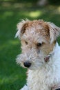 Free Innocent Puppy Stock Images - 4988124