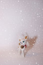 Free Reindeer In The Snow 2 Stock Image - 4988301
