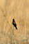 Free Red-winged Blackbird Stock Photography - 4985972