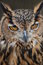 Free Mystic Owl Royalty Free Stock Images - 4986699