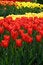 Free Red & Yellow Tulips Stock Photography - 4989672