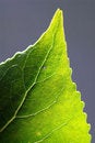 Free Leaf Design Veins Royalty Free Stock Photos - 4996968