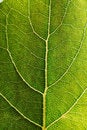 Free Leaf Design Veins Royalty Free Stock Images - 4996969