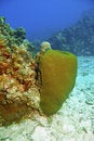 Free Smooth Star Coral In Caribbean Sea Stock Images - 4998754