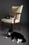 Free One Cat Two Cat Stock Images - 4992804