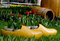 Free Yellow And Red Tulips! Stock Photography - 4993462