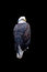 Free Bald Eagle Royalty Free Stock Photo - 4995965