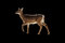 Free Doe Isolated Stock Photo - 4996090