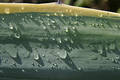 Free Leaf With Water Drops Stock Photo - 50000