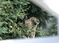 Free Hawk In Backyard Tree Royalty Free Stock Image - 51356