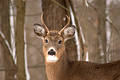 Free Small Buck Stock Photography - 52312