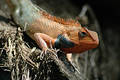 Free Lizard Up Close Stock Photography - 53542