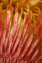 Free Abstract Blossom (vertical) Stock Photo - 54760