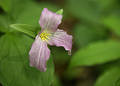 Free Trillium Flower In  The Sacred Grove  Royalty Free Stock Image - 56796