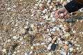 Free Collecting Seashells Stock Photography - 57732