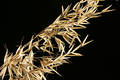 Free Grass Royalty Free Stock Photo - 59855