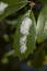 Free Snowy Leaf Royalty Free Stock Photos - 53668