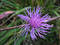 Free Thistle Stock Images - 56354