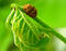 Free Ladybug On Leaf Royalty Free Stock Image - 58326