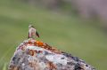 Free Bird Cleaning Stock Image - 500131