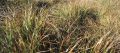 Free Grass Stock Images - 502404