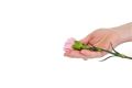 Free Holding A Flower Royalty Free Stock Images - 504369
