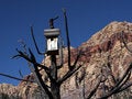 Free Desert Birhouse Royalty Free Stock Photography - 505537