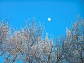 Free The Moon In The Clean Blue Sky Royalty Free Stock Photography - 506027