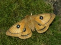 Free Butterfly Aglia Tau. Stock Images - 508314