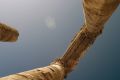 Free Roman-columns Stock Image - 509631