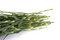 Free Carnation Stems Stock Images - 504504