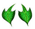 Free Leafs Stock Photo - 5000410