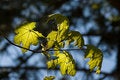 Free Leaves In Sunshine Stock Image - 5002411