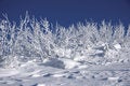 Free Showy Bushes Royalty Free Stock Image - 5003826