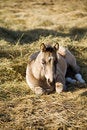 Free Quarter Horse Filly Royalty Free Stock Photography - 5007677