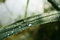 Free Leaf With Dew Royalty Free Stock Photo - 5003855