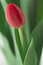 Free Red Tulip Royalty Free Stock Image - 5007646