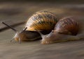 Free Racing Snails Royalty Free Stock Image - 5011276