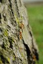 Free Two Ants Stock Photos - 5014523
