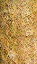 Free Pine Bark Stock Photo - 5016180