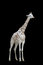 Free White Giraffe Isolated Royalty Free Stock Photos - 5010578