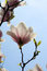 Free Magnolia 5 Royalty Free Stock Images - 5012329