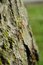 Free Two Ants Stock Photos - 5014523