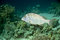 Free Blue-lined Large-eye Bream (gymnocranius Grand.) Royalty Free Stock Photos - 5015718