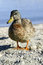 Free Curious Duck Royalty Free Stock Photography - 5016517